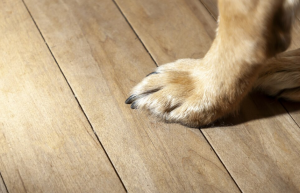 vinyl-flooring-for-pets