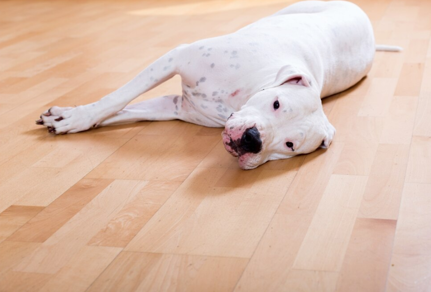 which-flooring-is-best-for-pets